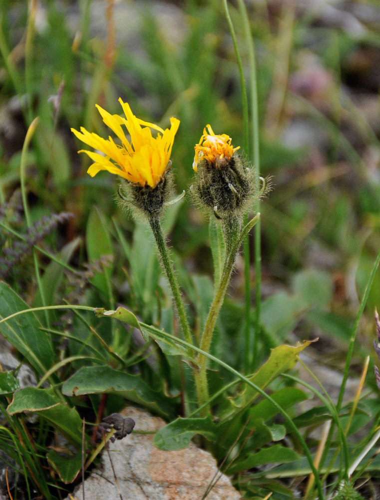 Изображение особи Crepis chrysantha.