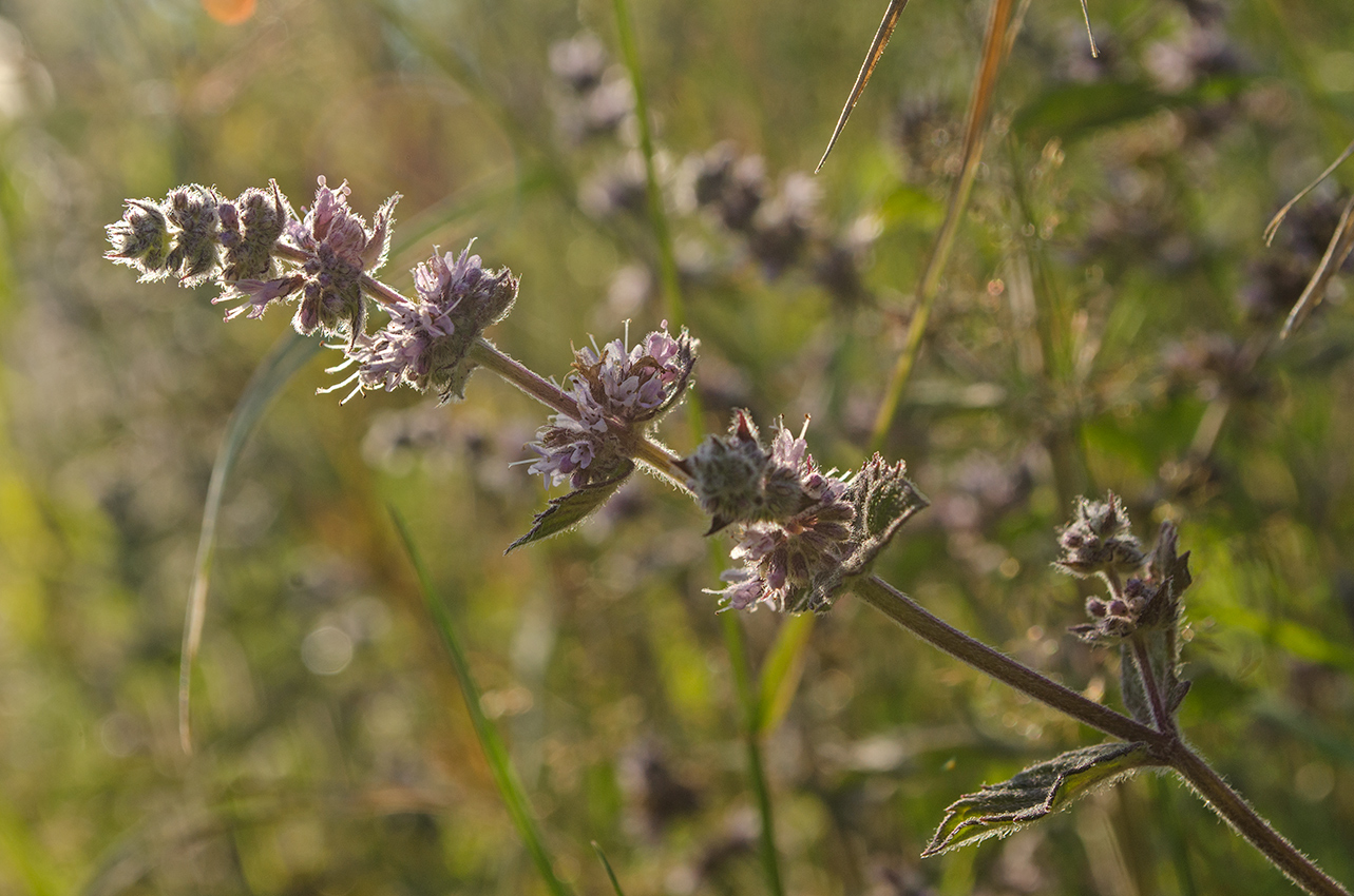 Image of Mentha &times; dalmatica specimen.