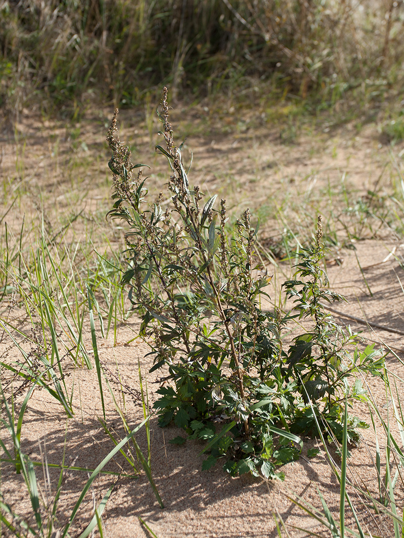 Image of Artemisia vulgaris specimen.