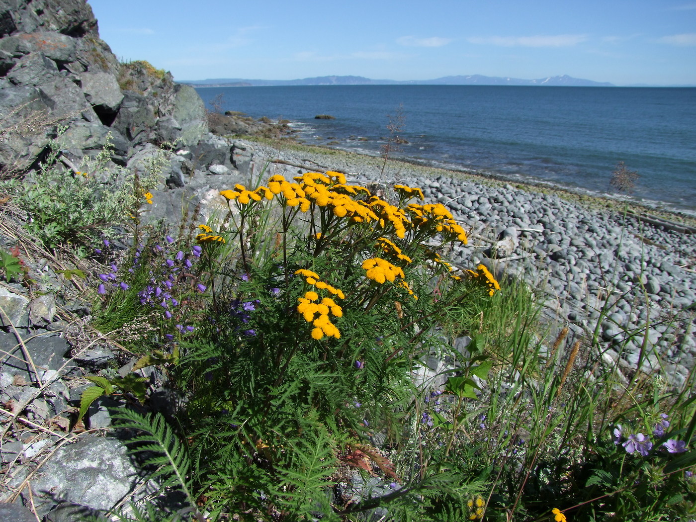 Image of Tanacetum boreale specimen.