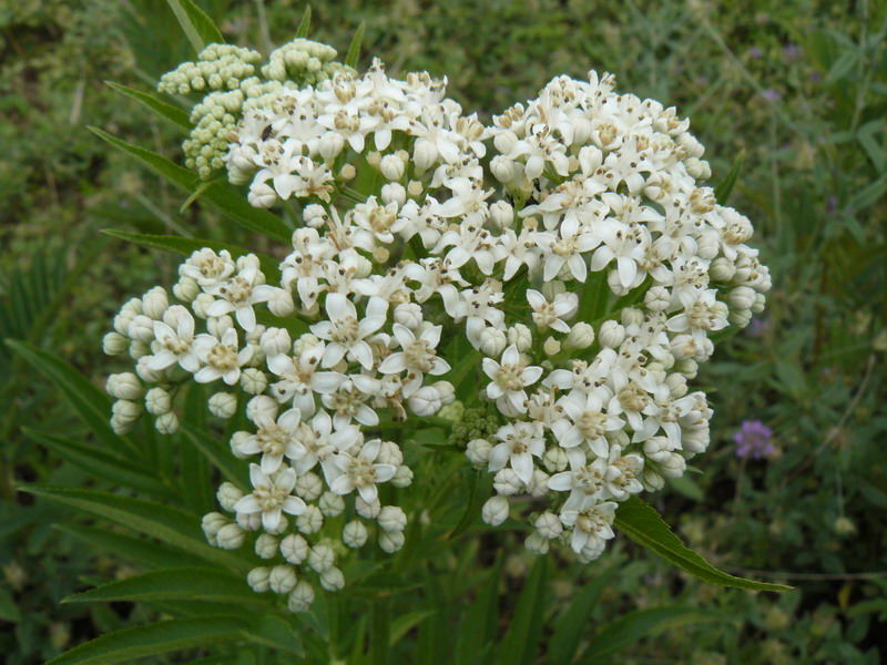 Изображение особи Sambucus ebulus.