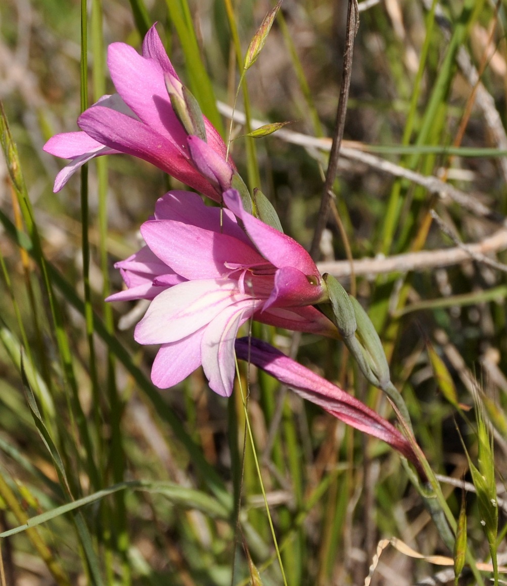 Изображение особи Gladiolus triphyllus.