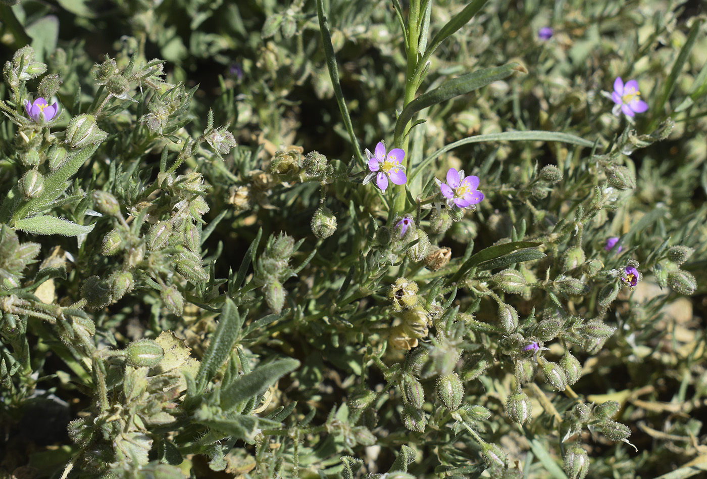 Image of genus Spergularia specimen.