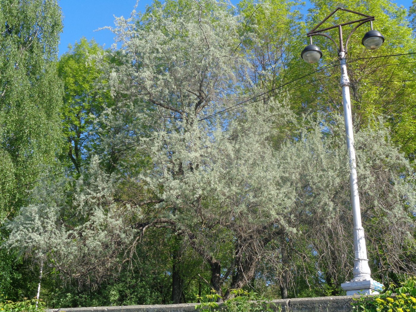 Image of Elaeagnus angustifolia specimen.