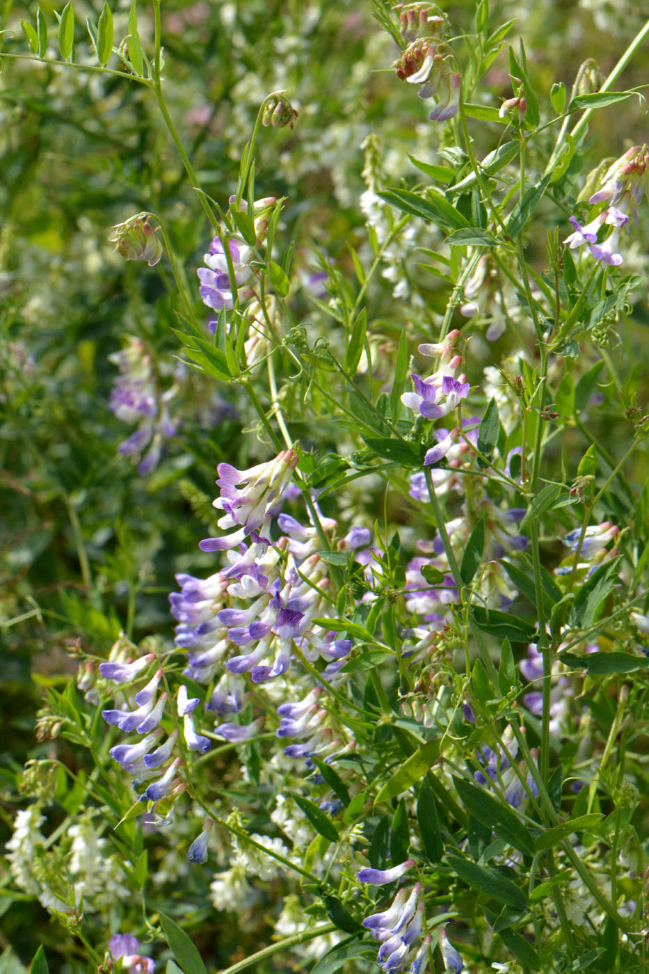 Image of Vicia biennis specimen.