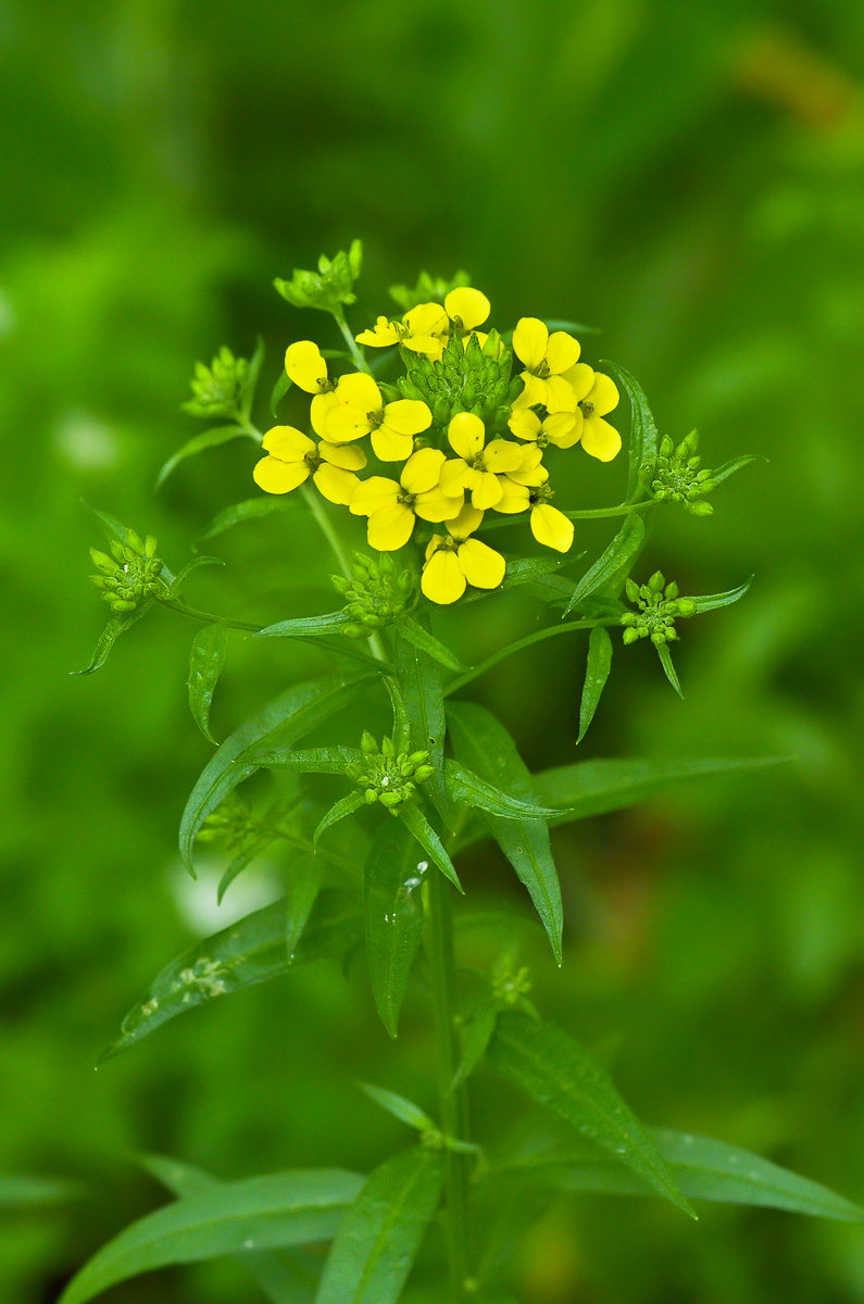 Image of Erysimum aureum specimen.