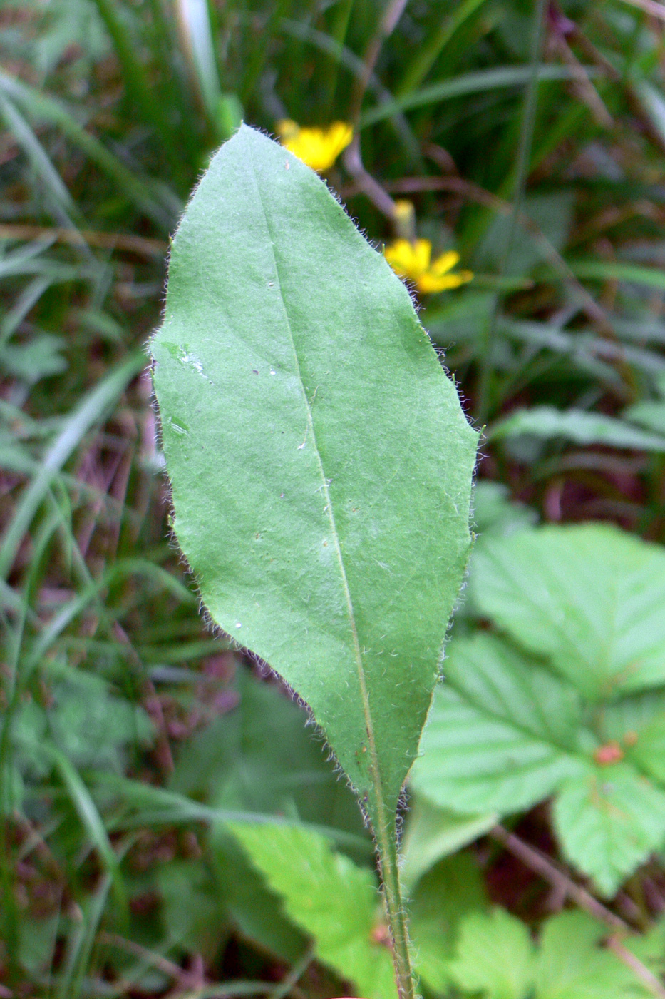 Изображение особи Hieracium pseudolepistoides.