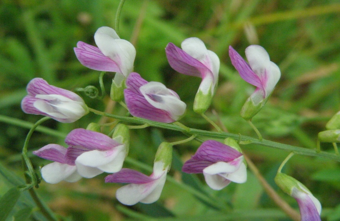 Изображение особи Vicia biennis.