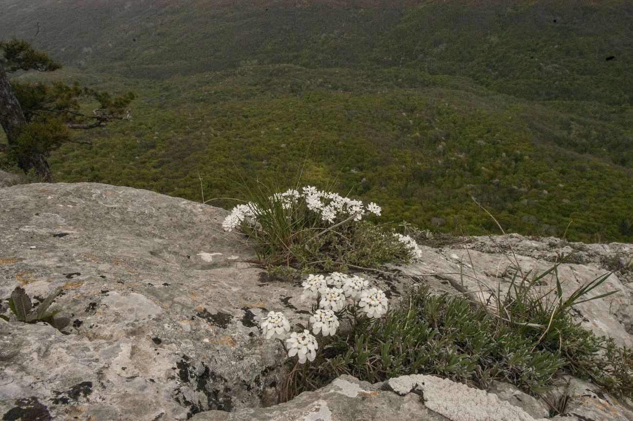 Image of Iberis saxatilis specimen.