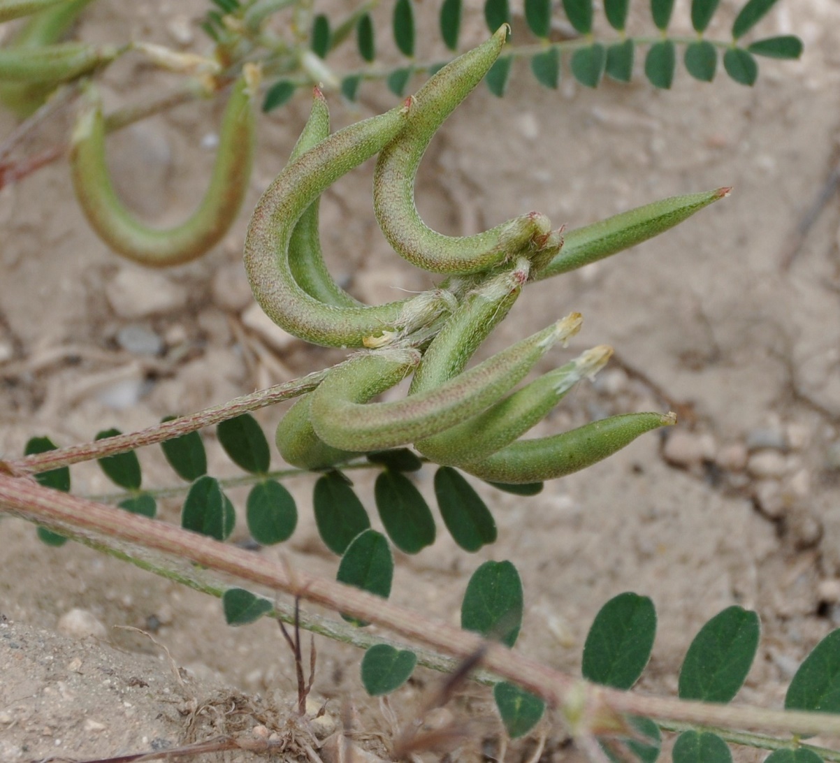 Image of Astragalus hamosus specimen.