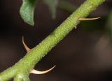 Solanum capense
