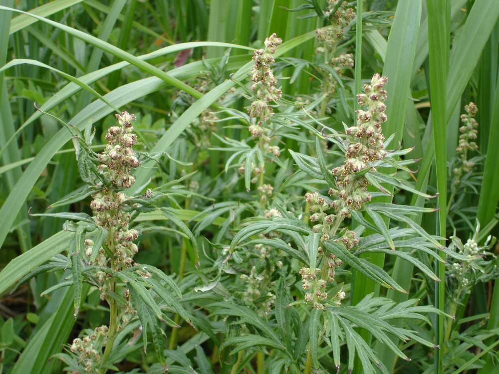 Изображение особи Artemisia opulenta.