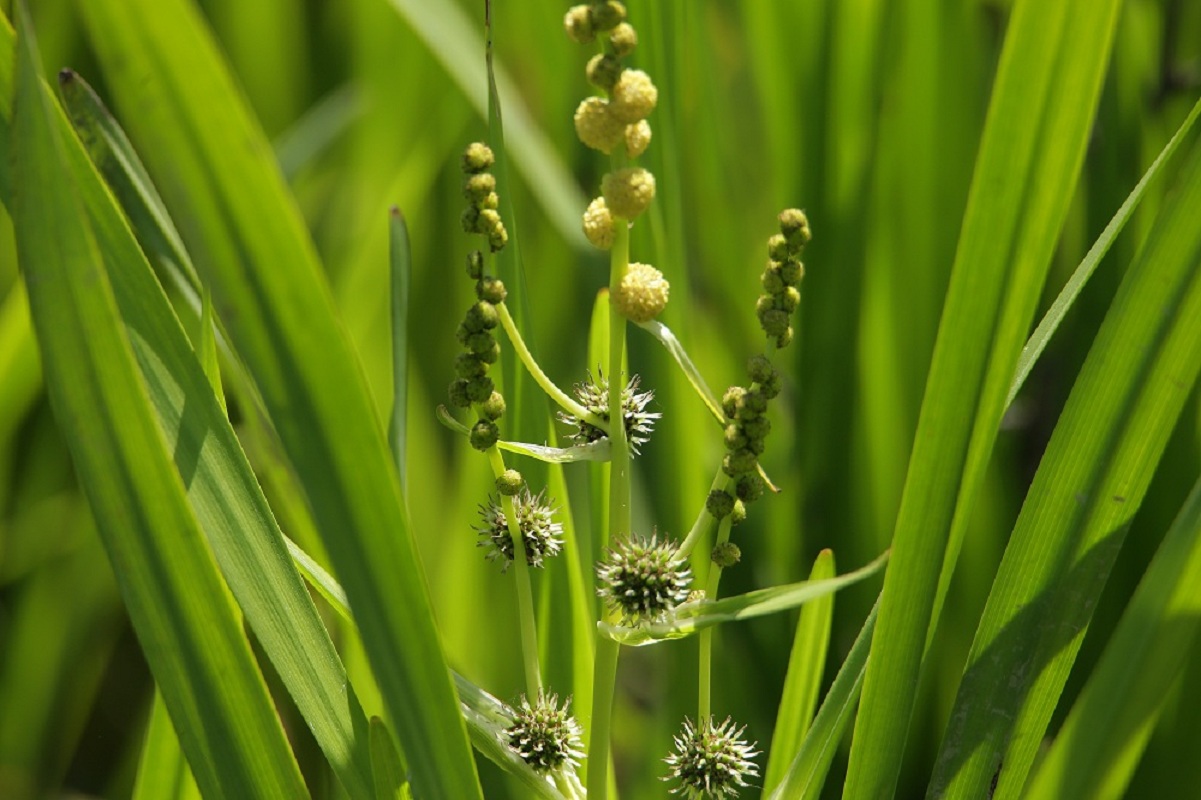 Изображение особи Sparganium erectum.