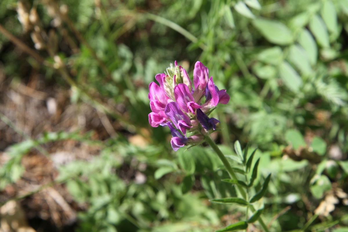 Image of Oxytropis strobilacea specimen.