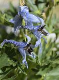 Delphinium montanum. Часть соцветия. Испания, автономное сообщество Каталония, провинция Жирона, комарка Рипольес, муниципалитет Сеткасес, курорт \"Вальтер 2000\", ≈2200 м н.у.м., склон горной долины. 20.08.2020.