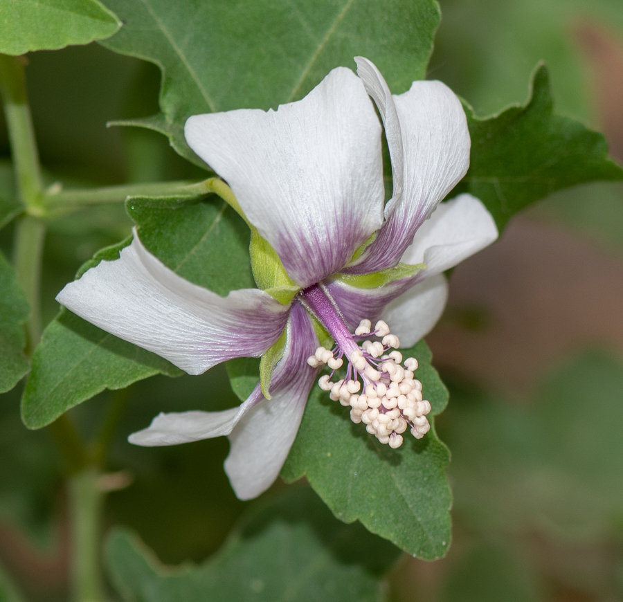 Image of Malva acerifolia specimen.