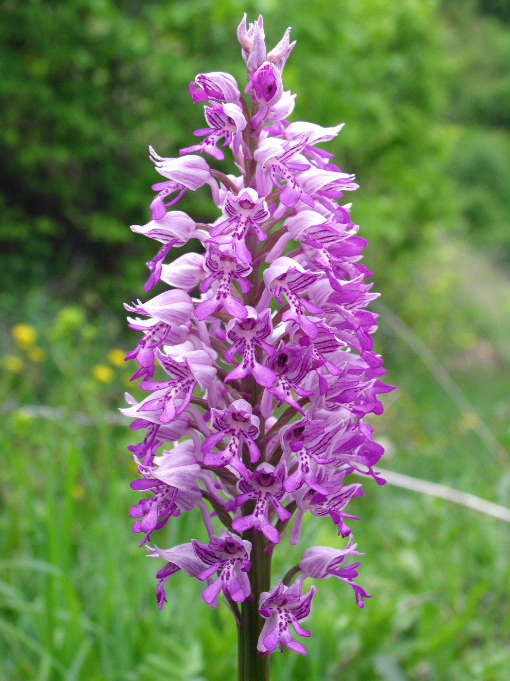 Изображение особи Orchis militaris.