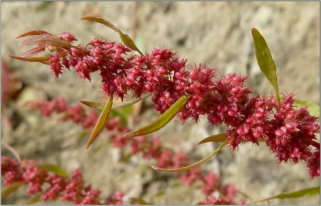 Изображение особи Rumex ucranicus.