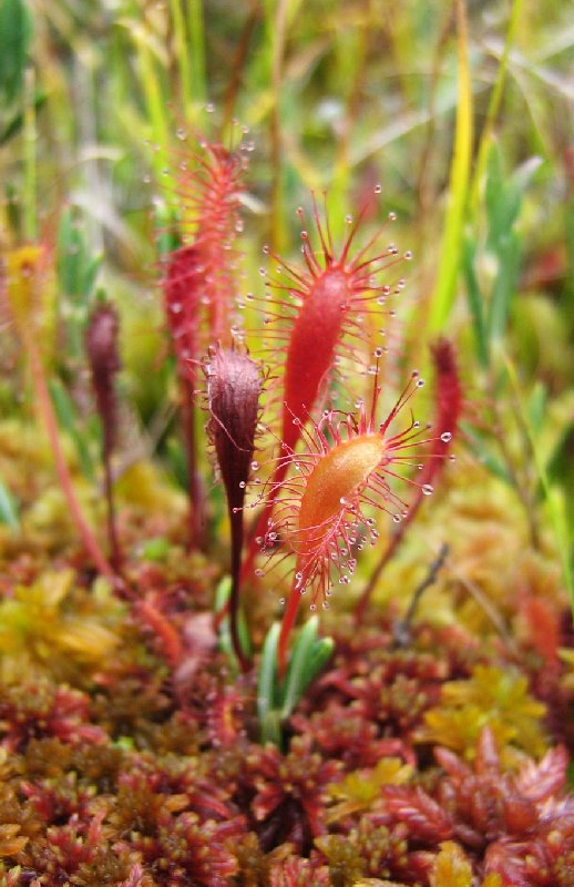 Image of Drosera anglica specimen.