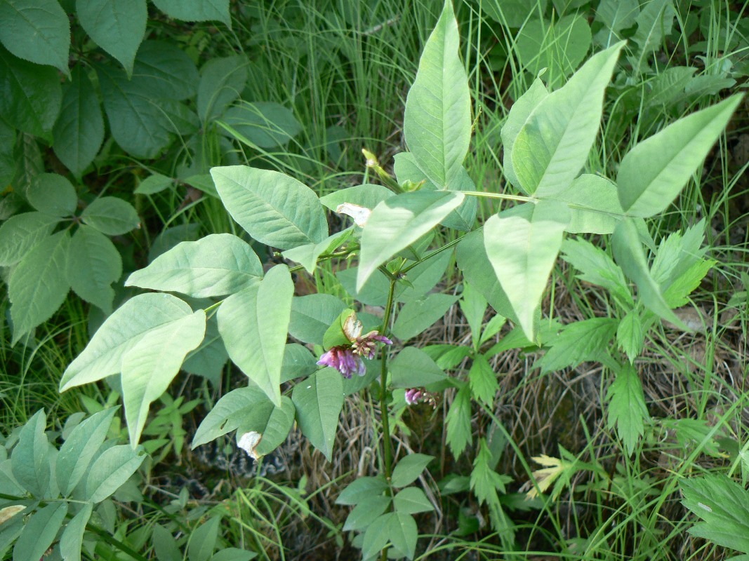 Image of Vicia ramuliflora specimen.