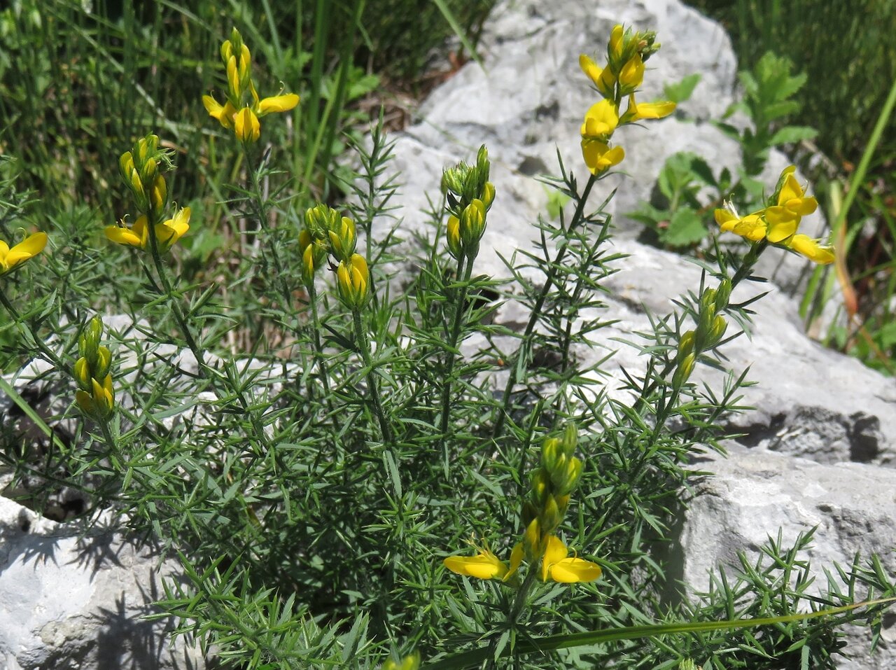 Image of Genista sylvestris ssp. dalmatica specimen.