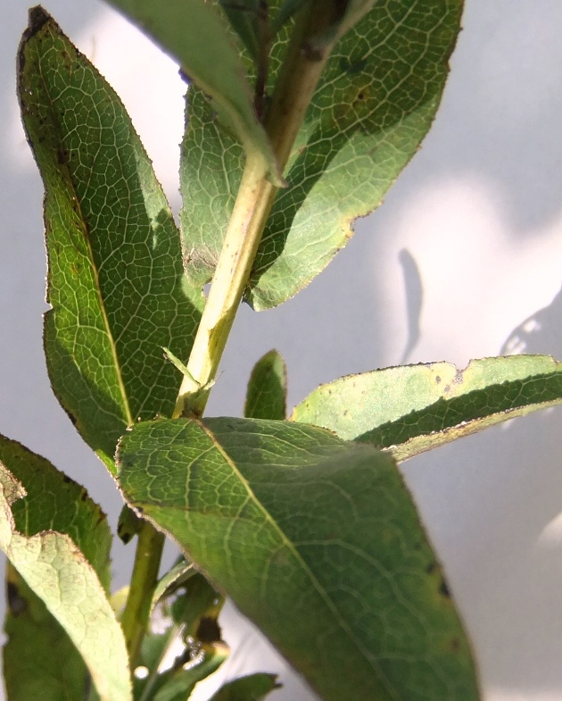 Image of Inula aspera specimen.