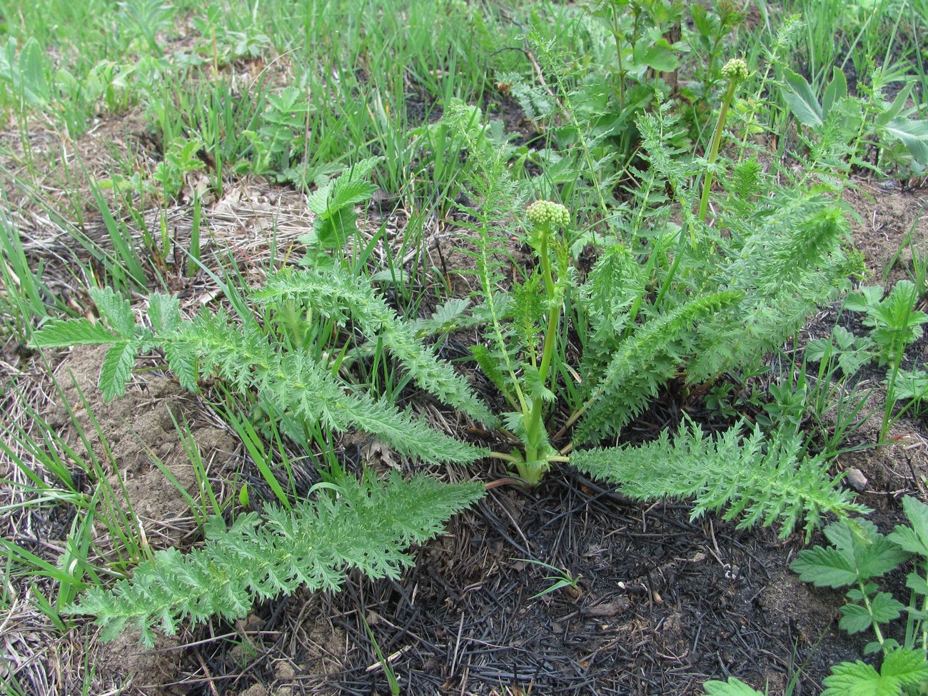 Image of Filipendula vulgaris specimen.