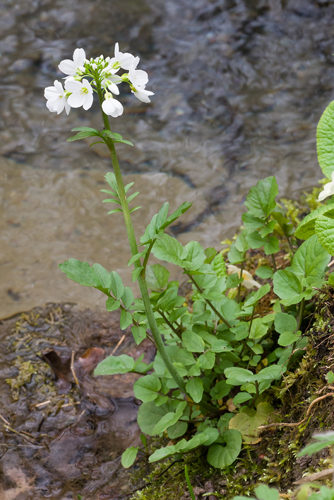 Image of Cardamine tenera specimen.