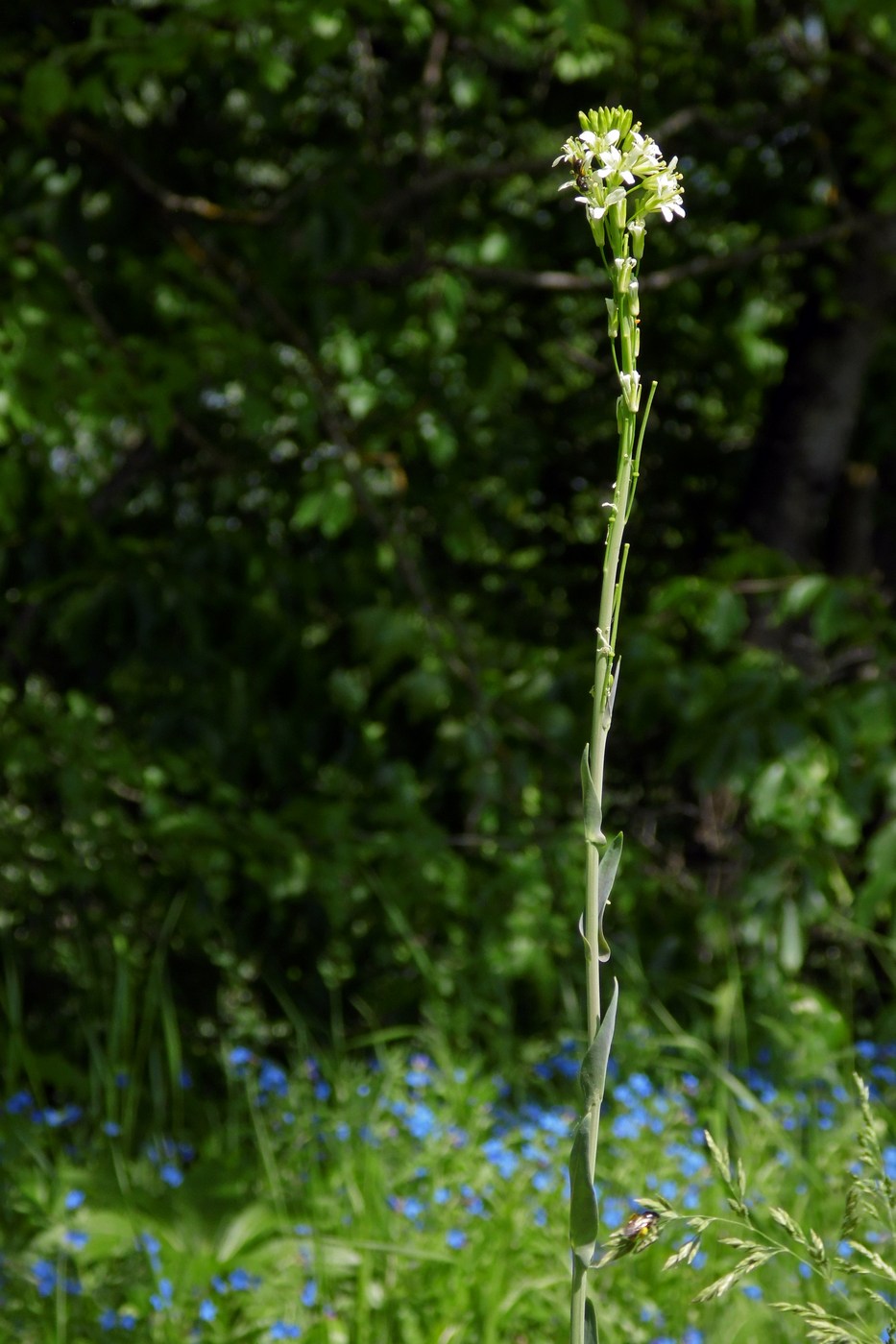 Image of Turritis glabra specimen.