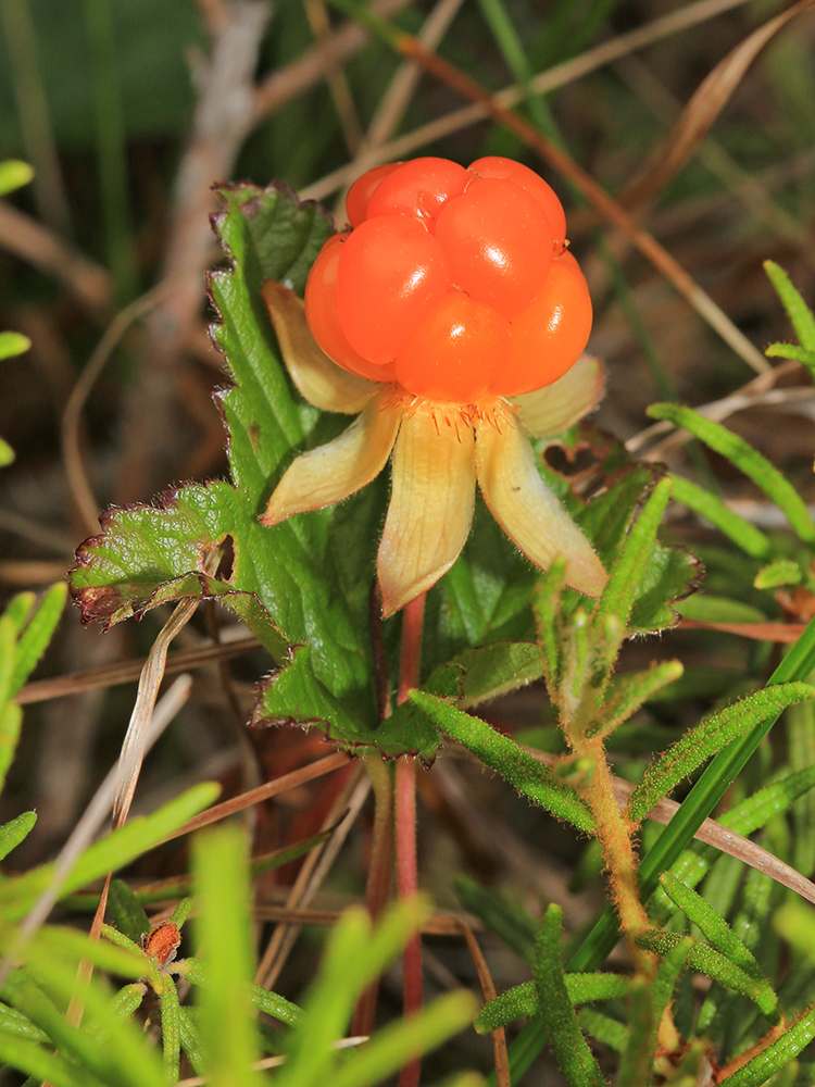 Изображение особи Rubus chamaemorus.