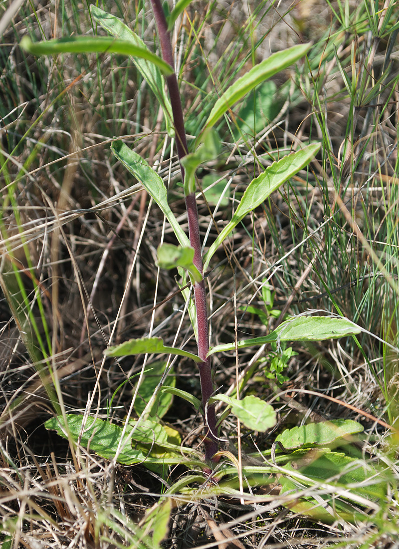 Image of Veronica spicata specimen.