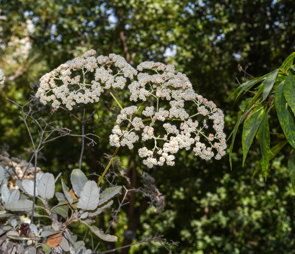 Изображение особи Eriogonum giganteum.