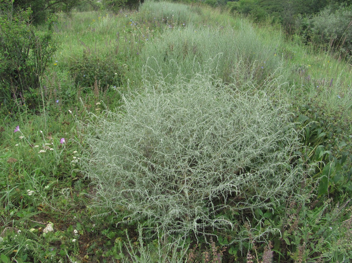 Изображение особи Artemisia santonicum.