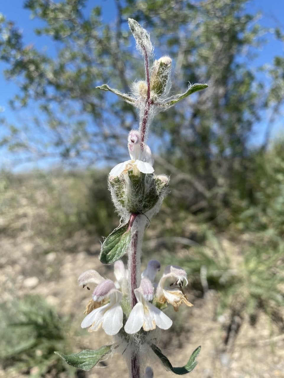 Image of Phlomoides kirghisorum specimen.