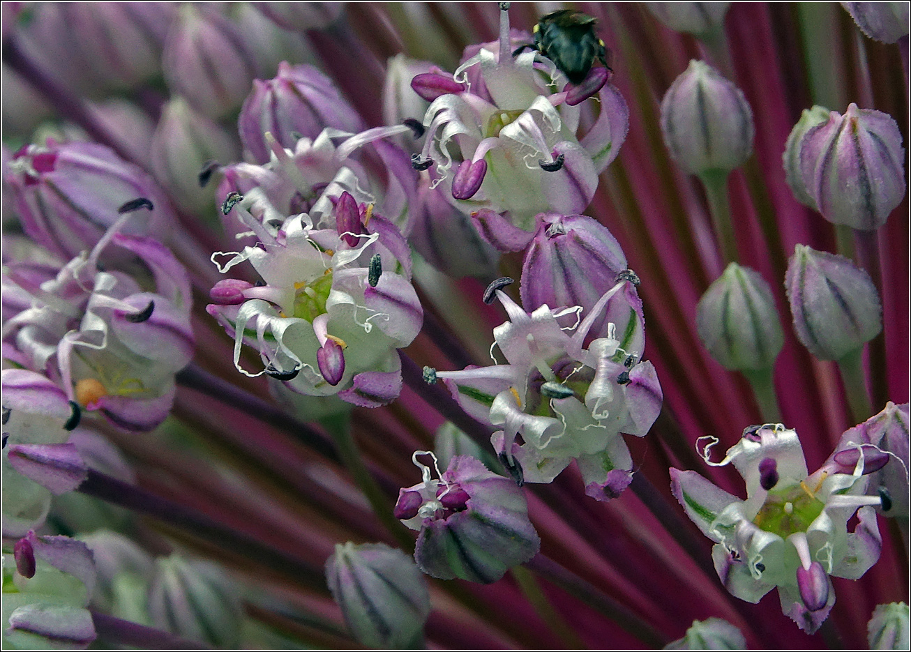 Image of Allium porrum specimen.