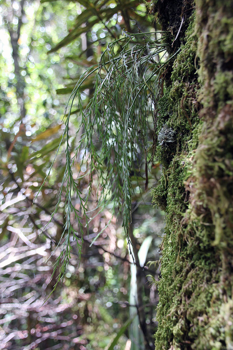 Image of Asplenium flaccidum specimen.