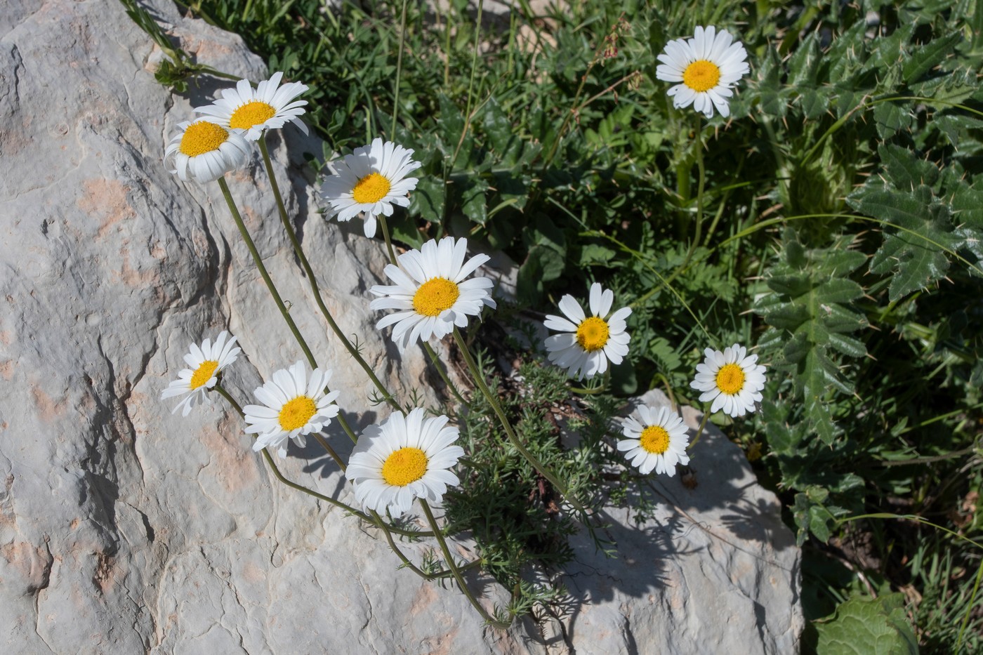 Изображение особи Tripleurospermum caucasicum.