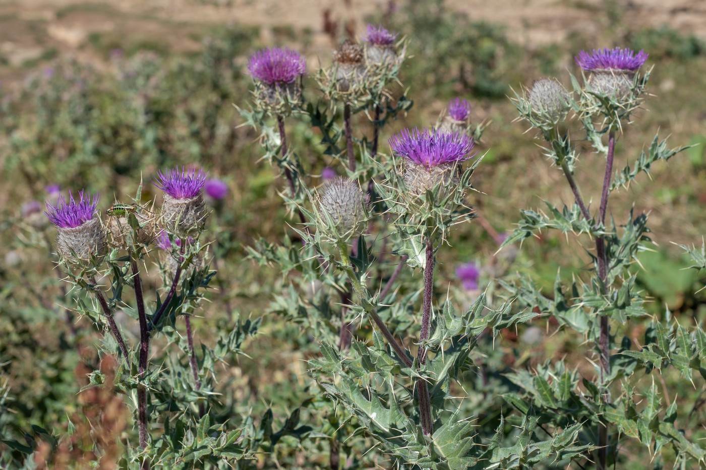 Image of Cirsium pugnax specimen.