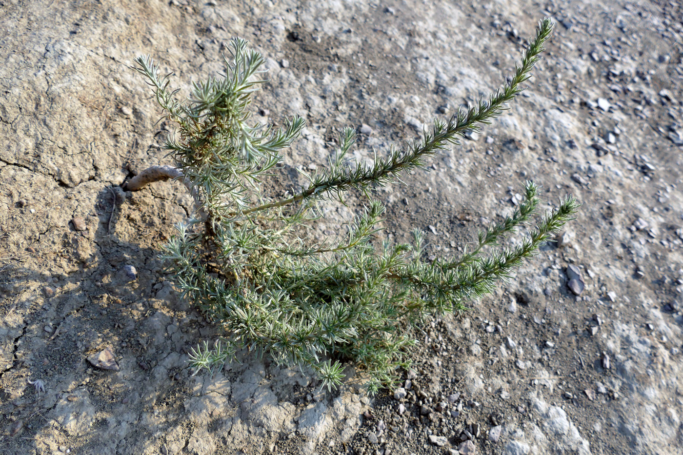 Image of Bassia prostrata specimen.