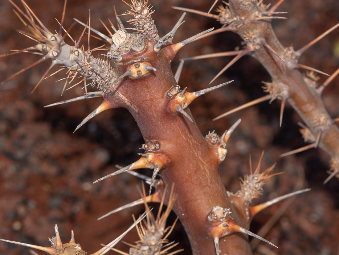 Image of Pachypodium saundersii specimen.