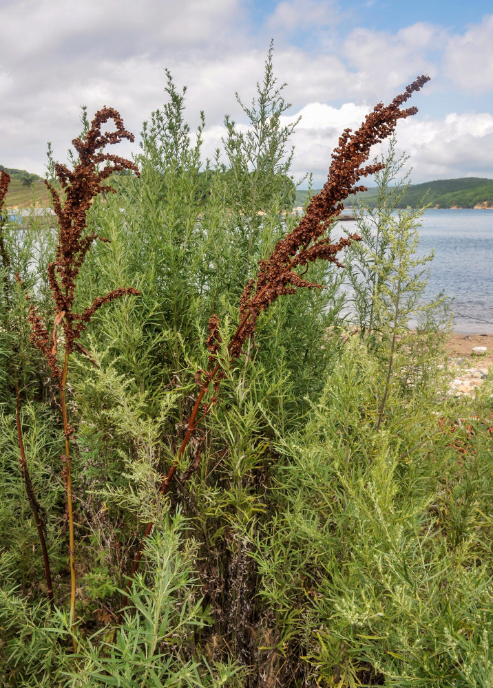 Image of genus Rumex specimen.