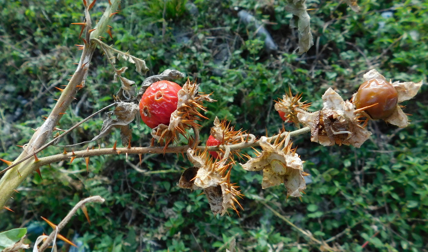 Image of Solanum carolinense specimen.