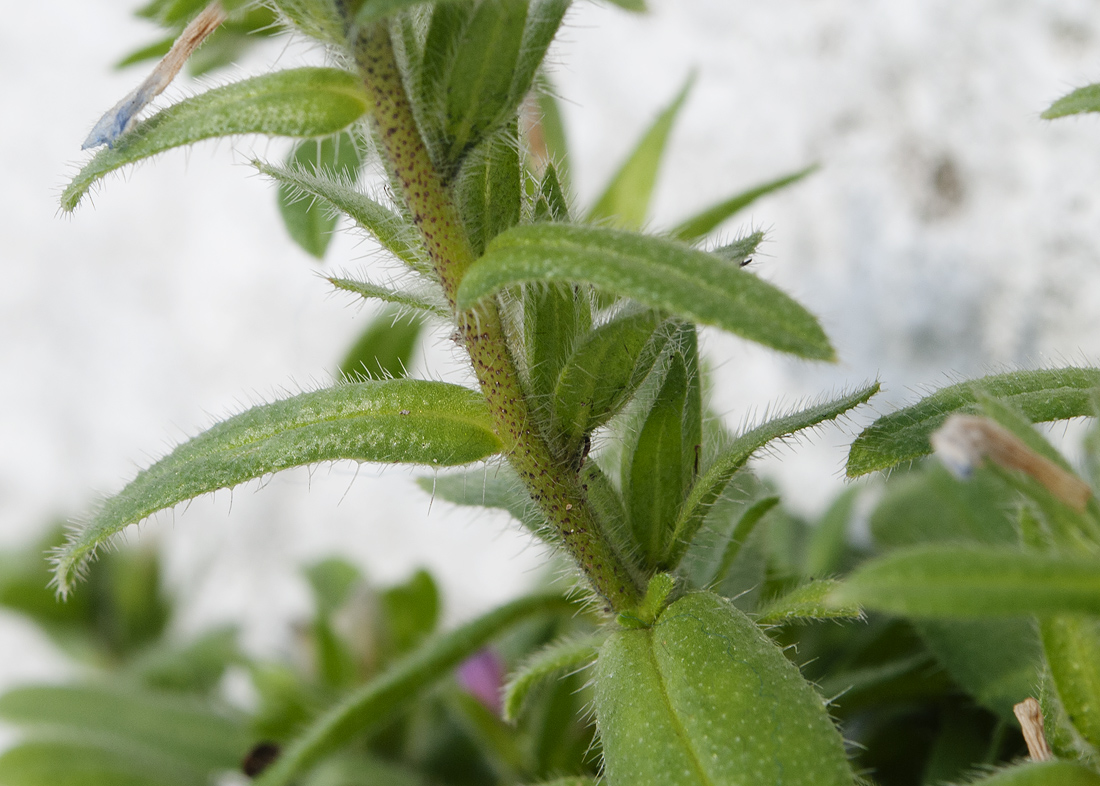 Изображение особи Echium arenarium.