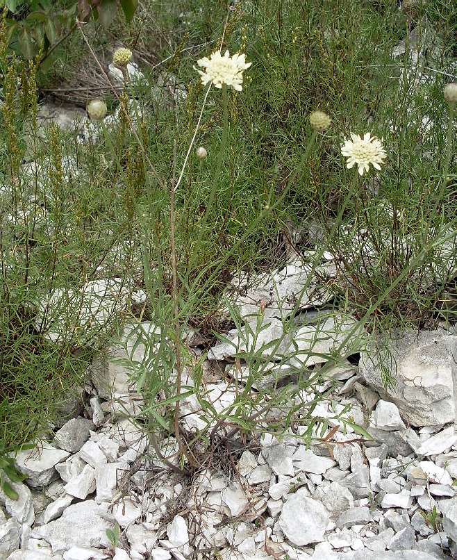 Image of Cephalaria uralensis specimen.