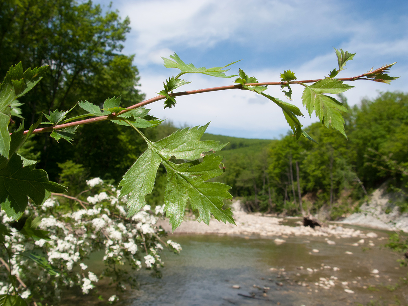 Image of Crataegus rhipidophylla specimen.