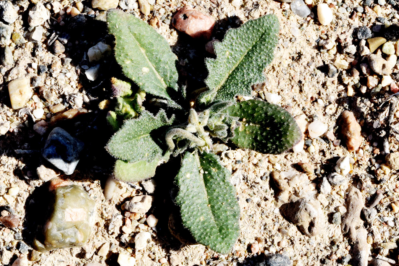 Image of genus Strigosella specimen.