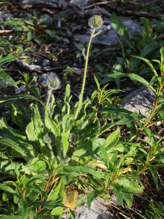 Image of Hieracium alpinum specimen.