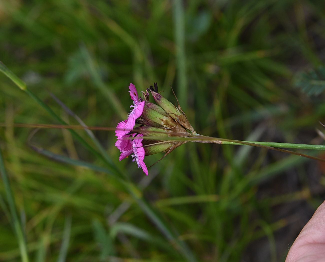 Изображение особи Dianthus ruprechtii.