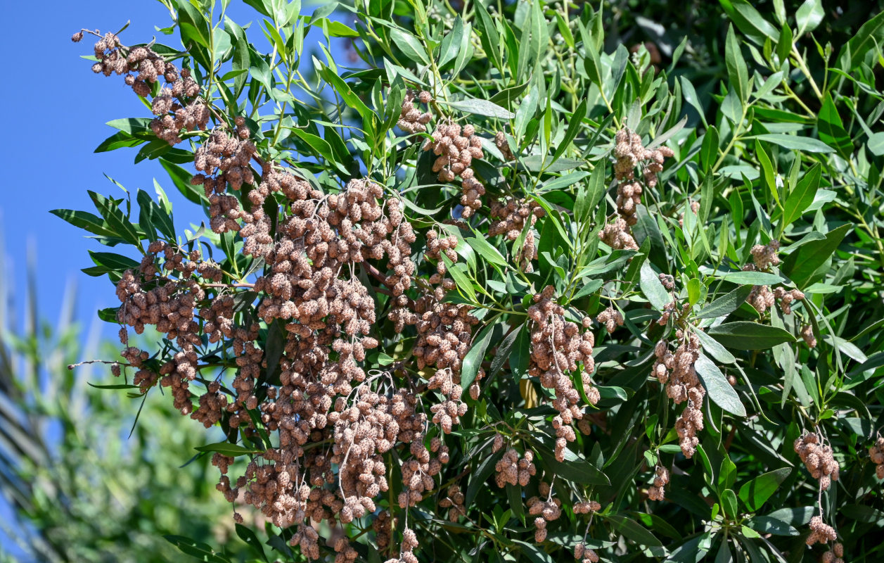 Изображение особи Conocarpus erectus.