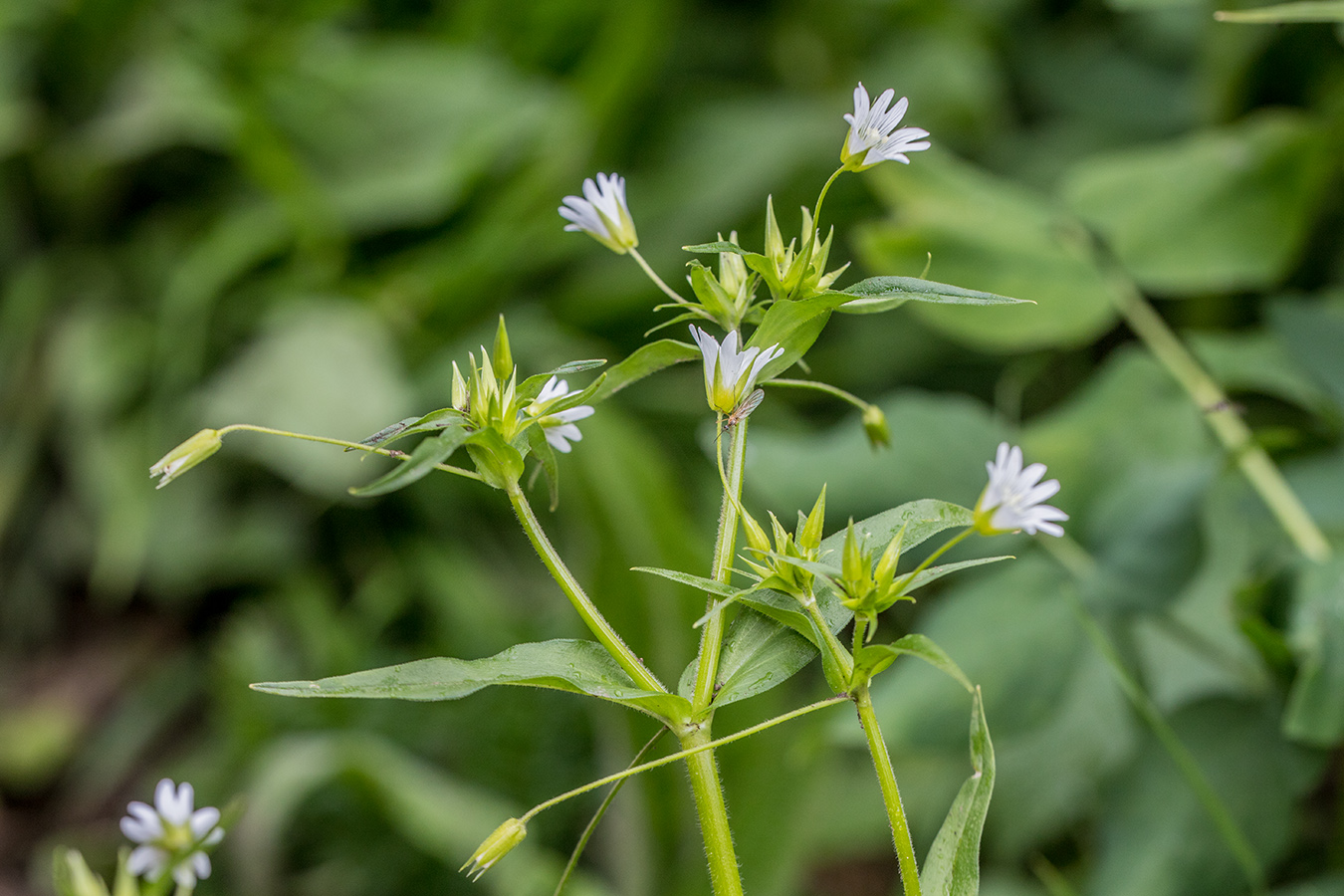 Image of Cerastium holosteum specimen.